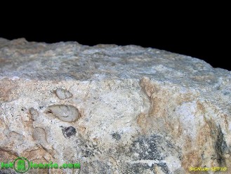 caliza-fosiles